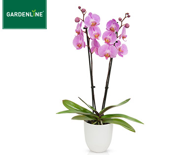 GARDENLINE(R) Orchidee im Keramiktopf