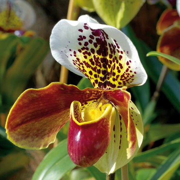 Orchidee Frauenschuh "Paphiopedilum"