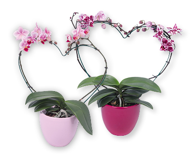 Orchideen in Herzform