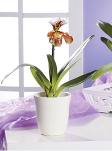 Orchidée "Paphiopedilum"