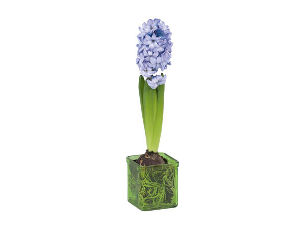 Hyacinth in Glass Pot