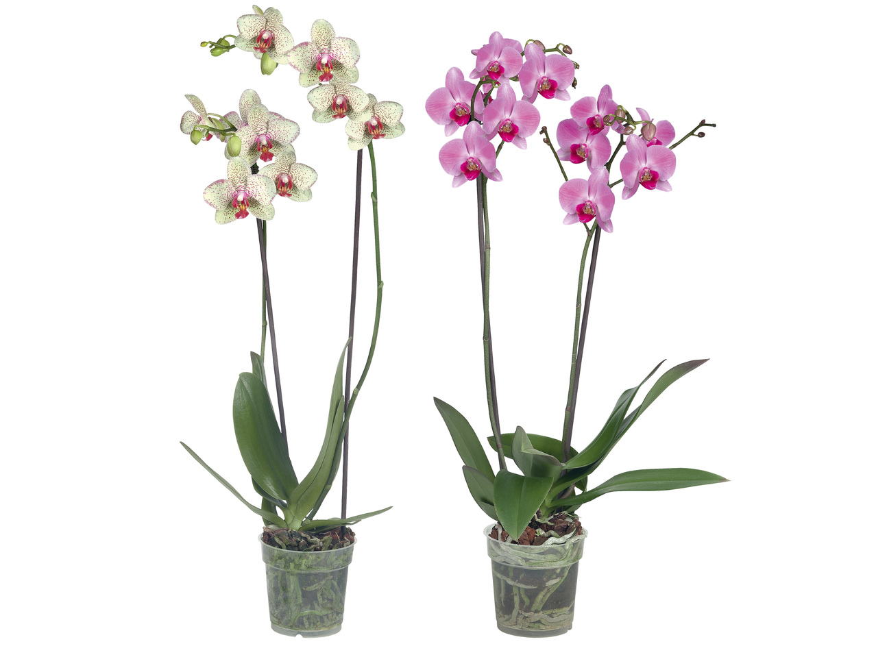 Phalaenopsis 2-Trieber