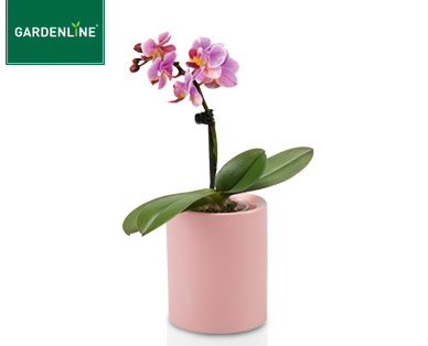 GARDENLINE(R) Mini-Orchidee im Keramiktopf