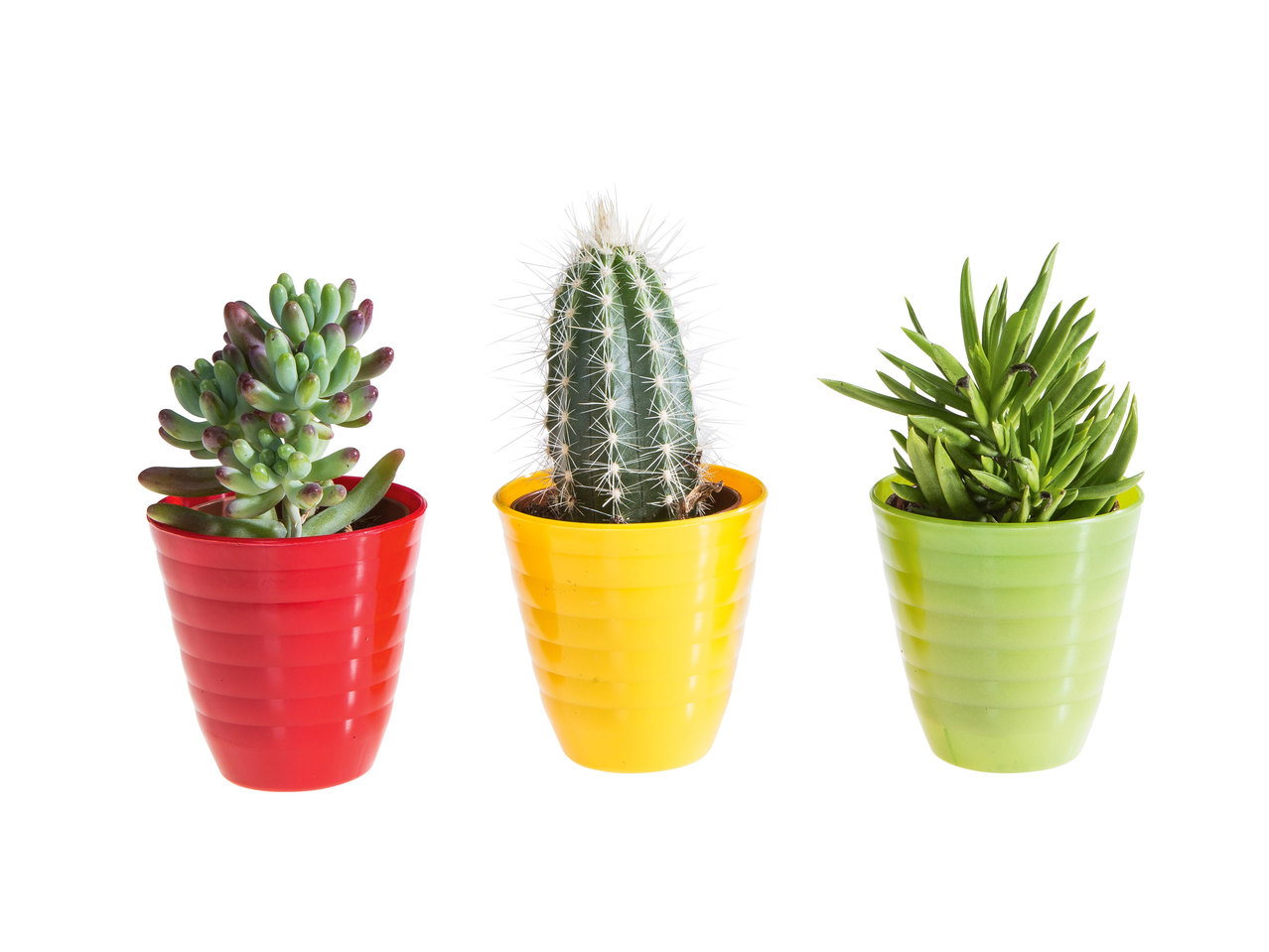 Mini-cactus