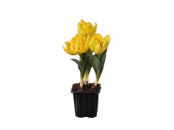 Tulipa 'Yellow Baby'