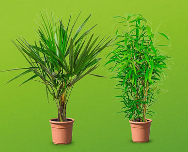 Palme, Bambus