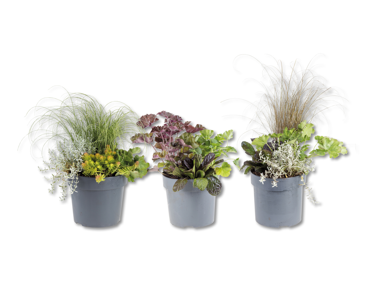 Quattro piante autunnali