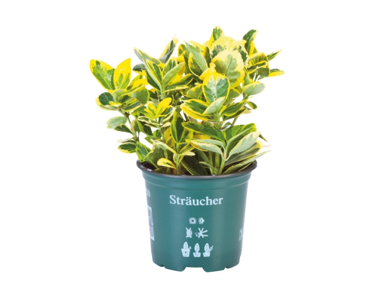 Assorted Bushes - available from 30th October