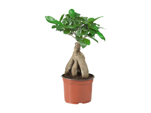 Ficus Ginseng or Pachira