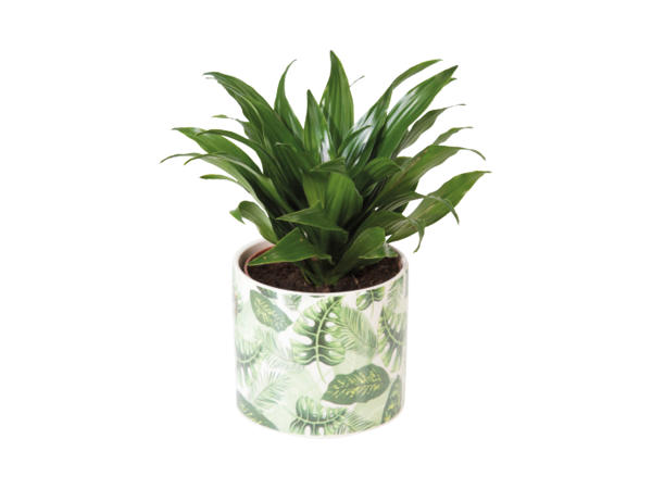 Green Plant in Colourful Ceramic Pot