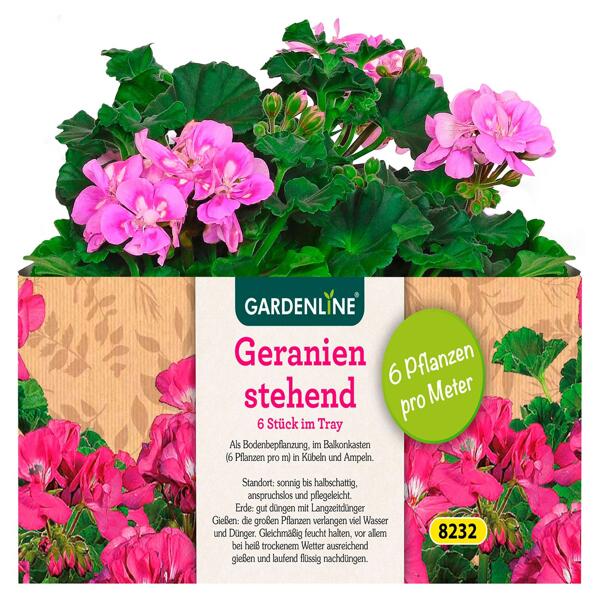 GARDENLINE(R) Beet- oder Balkonpflanzen, 6er-Tray
