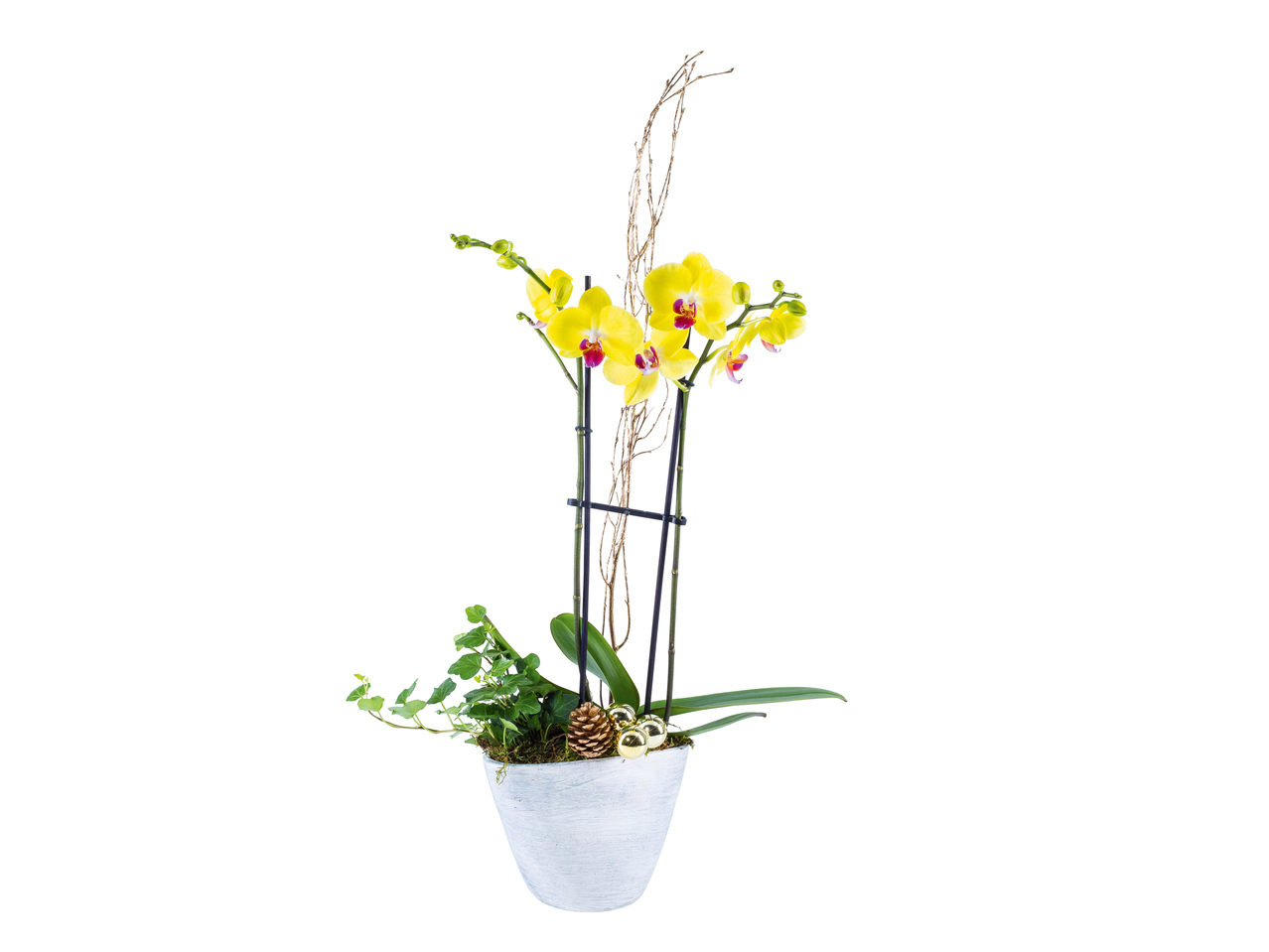 Aranjament cu Orhidee în vas ceramic