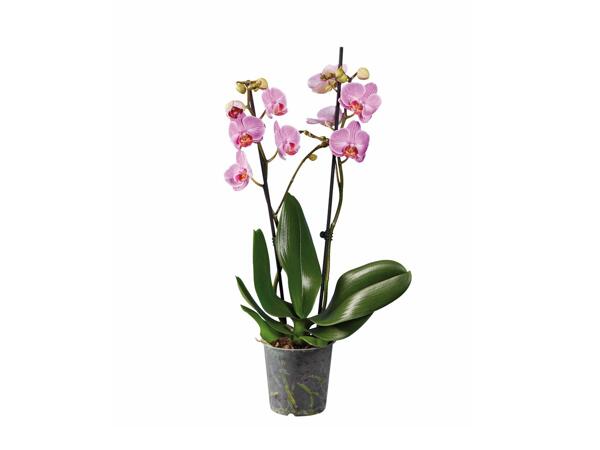 Pillangó-orchidea*