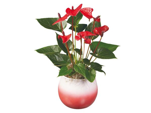 Mother's Day Anthurium