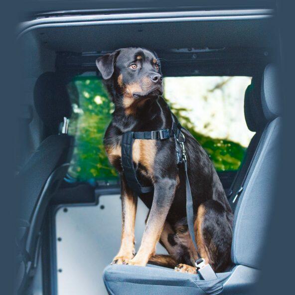 Harnais de sécurité de voiture pour chien