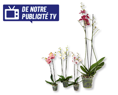 Phalaenopsis XXL GARDENLINE(R)
