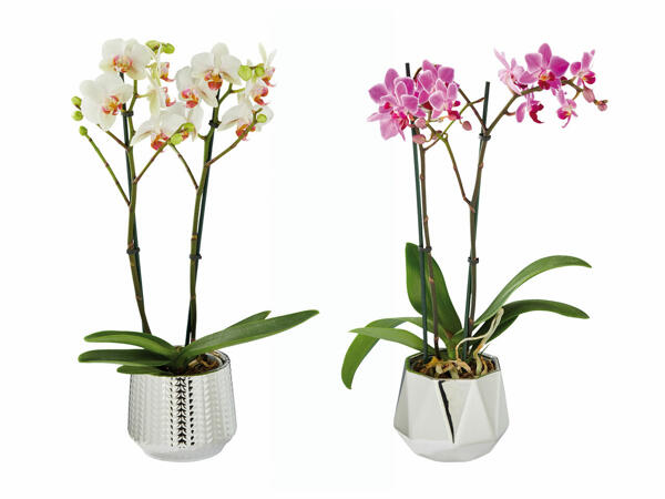 Phalaenopsis, două tije florale, în ghiveci ceramic argintiu