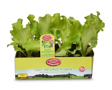 ZURÜCK ZUM URSPRUNG Bio-Salat-/-Gemüsepflanzen