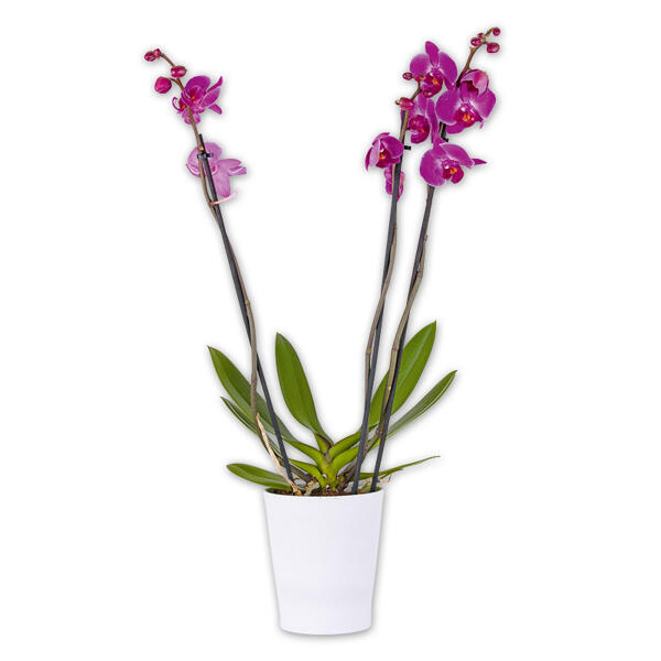 Orchidee "Phalaenopsis"