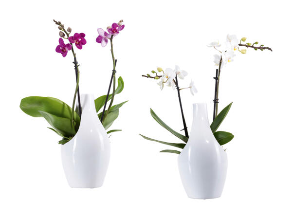 Phalaenopsis in ceramica di design