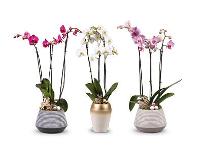 Orchidee con 3 rami