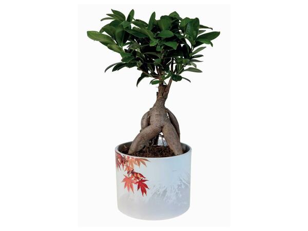 Ficus Ginseng en pot céramique "Japan"