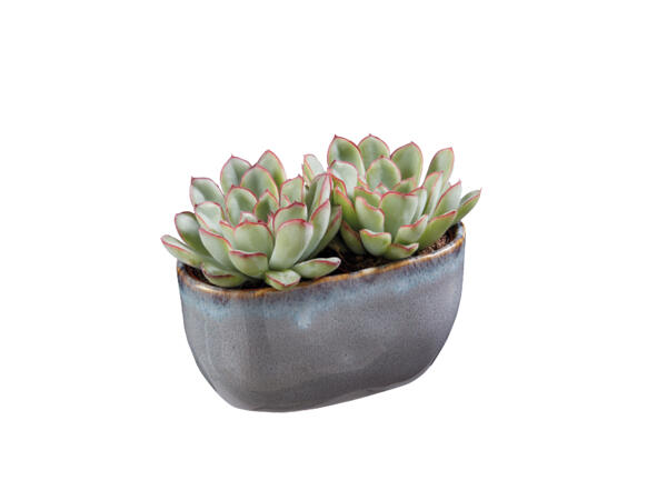 Succulent in Glazed Ceramic
