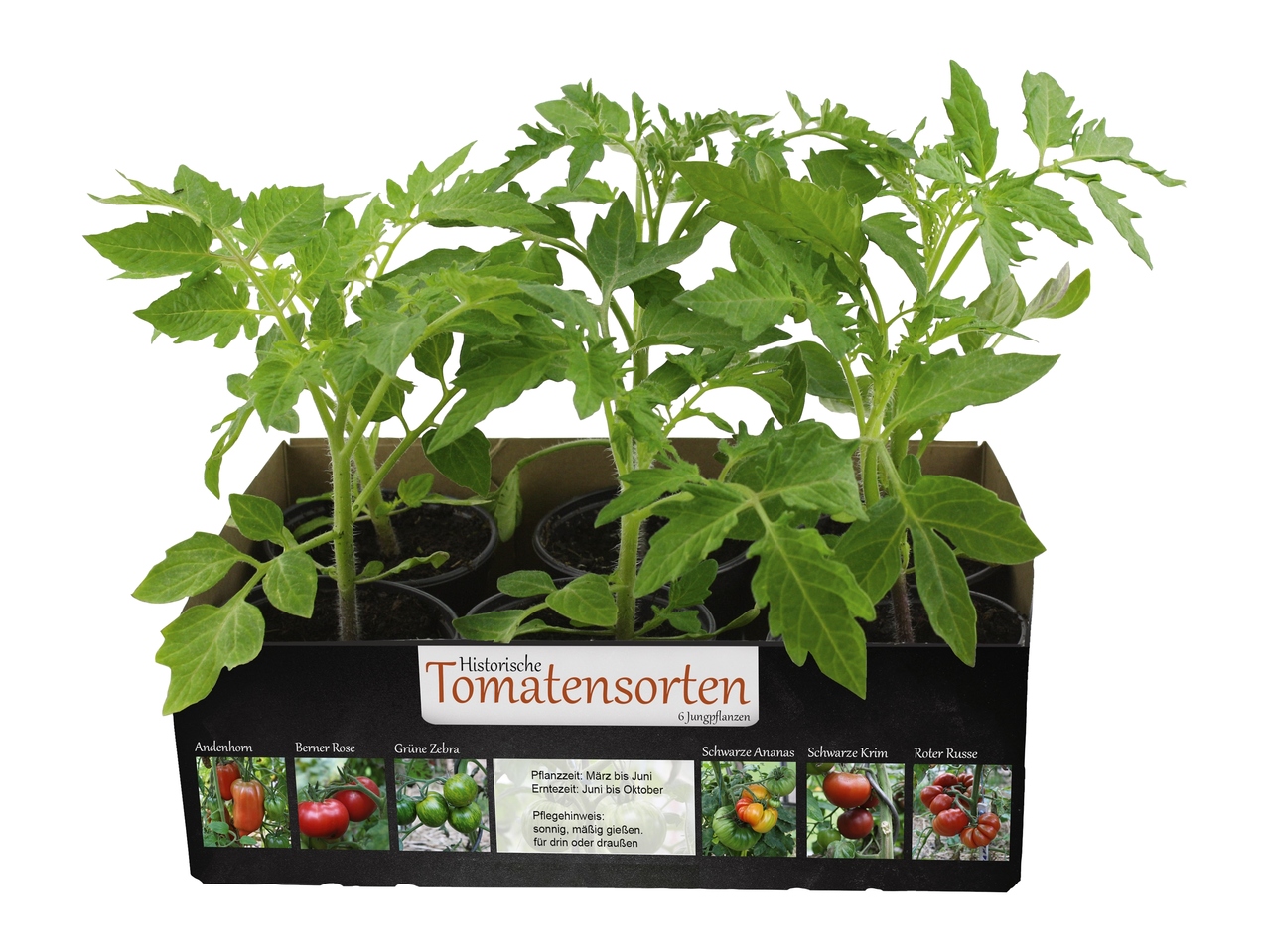 Tomatenpflanzen "Alte Sorten"