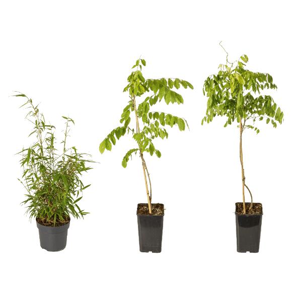 Bamboe of wisteria