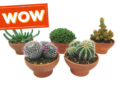 Cactus in vaso di terracotta
