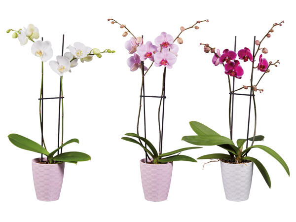 Orchidee 2-Trieber in Keramik