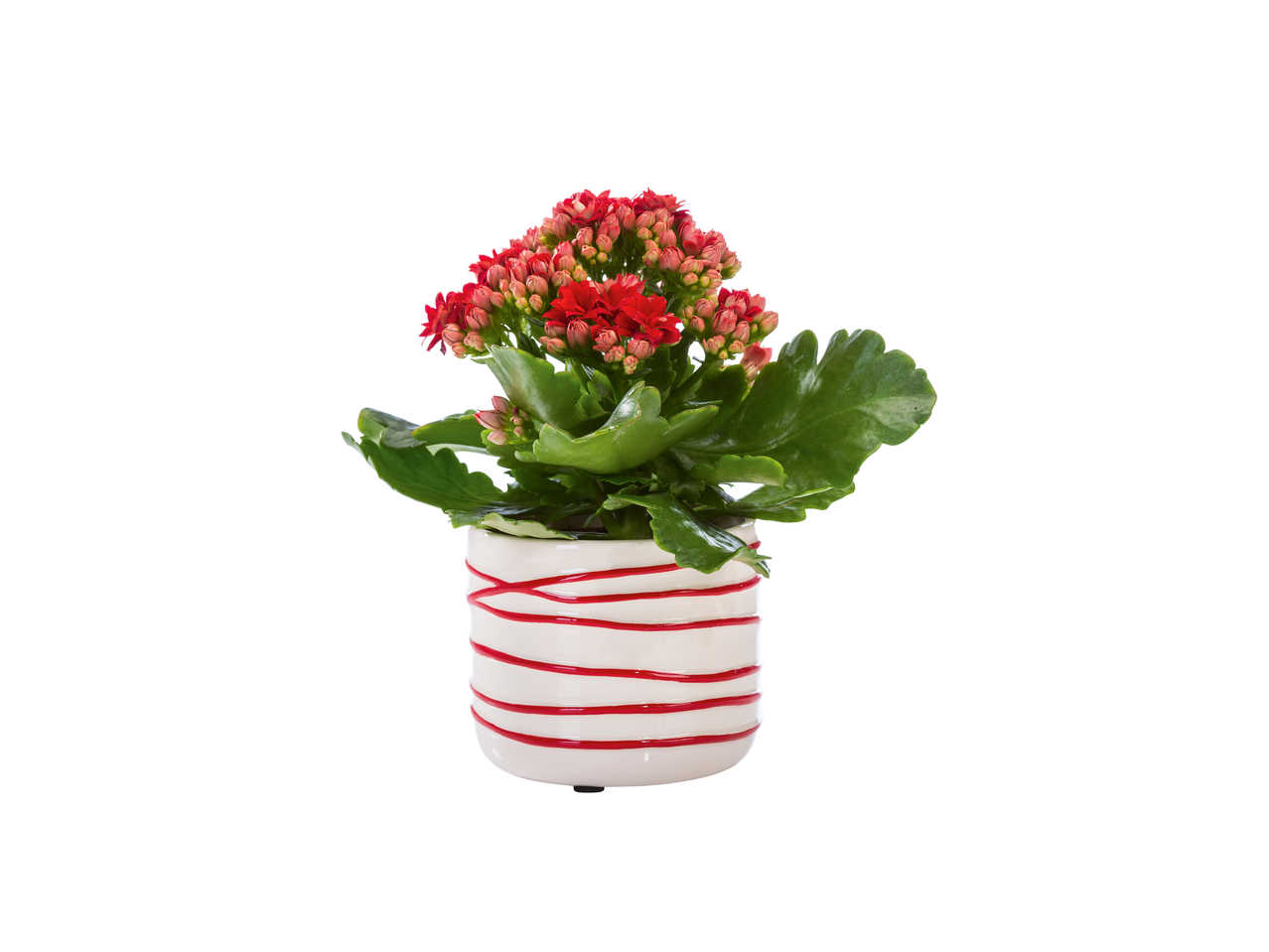 Mini-plante à fleurs dans un pot en céramique